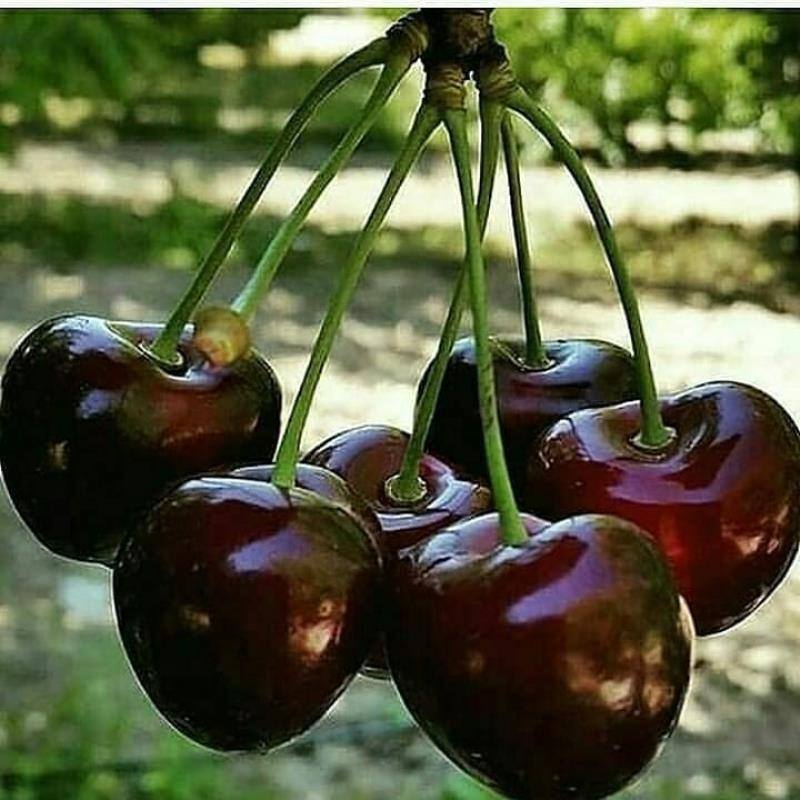 jpeg-optimizer_گیلاس نهال گیلاس خوشه ای