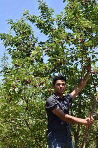 خرید نهالر گیلاس خوشه ای