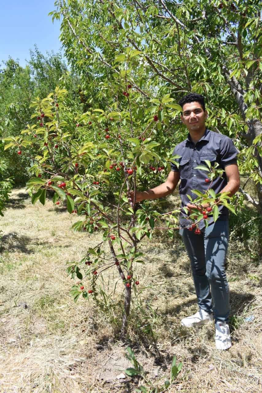 تولید نهال گیلاس خوشه ای 