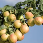 کشت نهال-گلابی-پیروداف