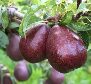 انواع نهال گلابی سیبری