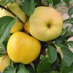 سیب زرد فرانسه