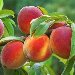 نگه دار ی از نهال هلو جوادی