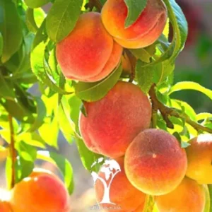  نگه داری از نهال هلو جوادی