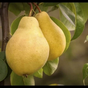 نگه داری از نهال گلابی سیبری