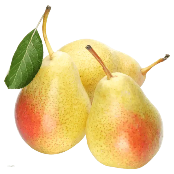 نگهداری نهال-گلابی-نطنز