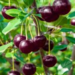 نهال گیلاس اسرائیلی