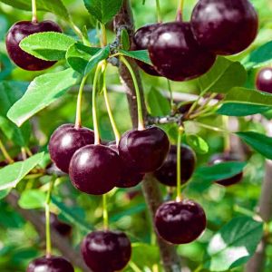 نهال گیلاس اسرائیلی