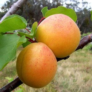 فروش نهال زردآلو قیسی