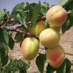 نهال زردالو نصیری