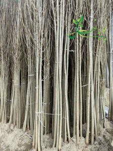 نهال صنوبر ترکیه