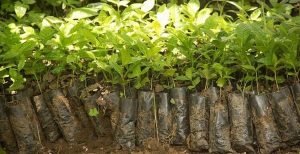 خرید نهال از کرج