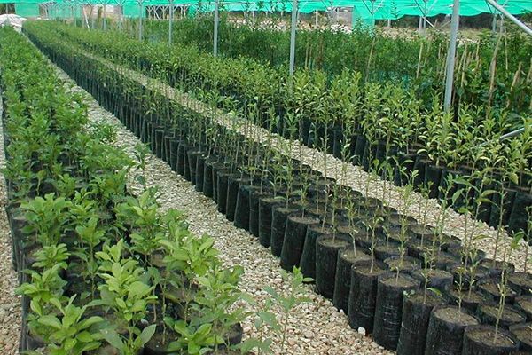 خرید نهال از شهر کرج