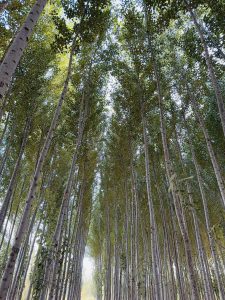 تولید نهال صنوبر