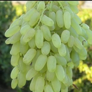 تولید نهال انگور حسینی