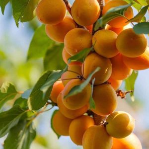 تولید نهال زردآلو تبرزه