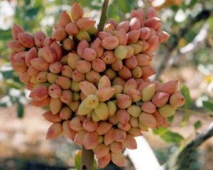 نهال پسته پیوندی 