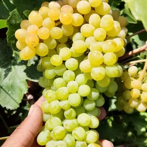 نهال انگور کشمشی