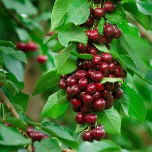 تولید نهال گیلاس خوشه ای