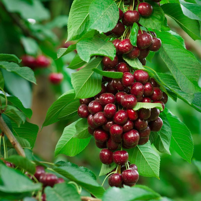 تولید نهال گیلاس خوشه ای