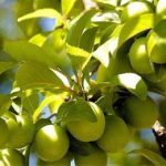 تولید نهال گوجه سبز قزوین