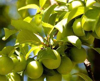 گوجه سبز تولید نهال گوجه سبز قزوین