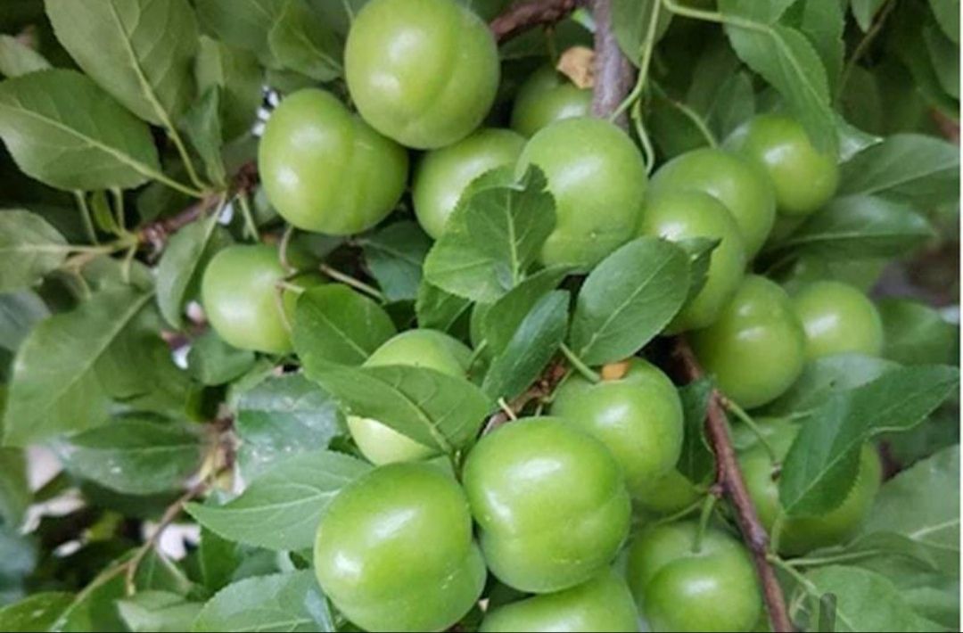 تولید نهال گوجه سبز قزوین 