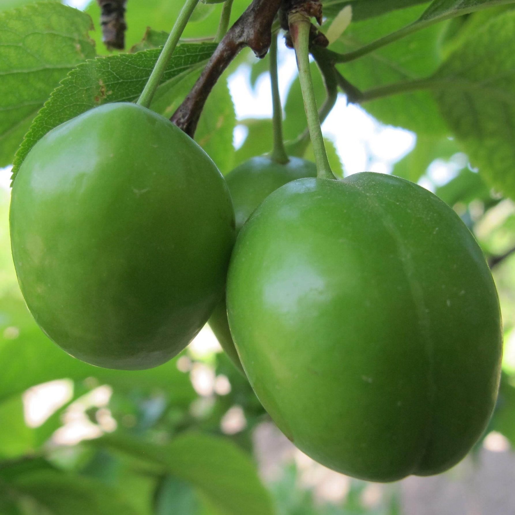 تولید نهال گوجه سبز کرج