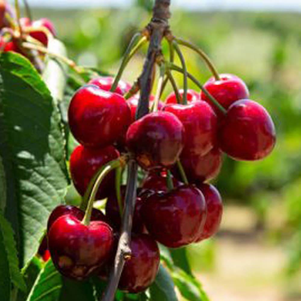 نهال آلبالو اسرائیلی