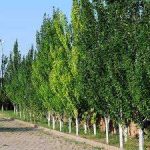 تولید نهال صنوبر