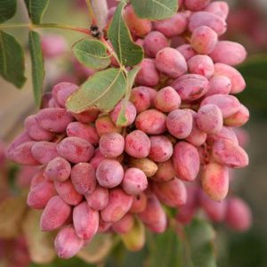 تولید نهال پسته پیوندی