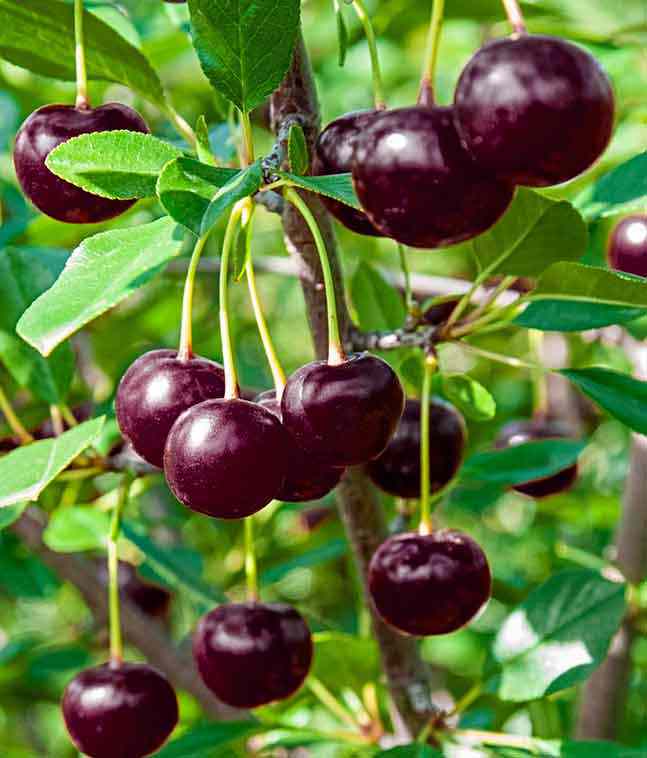 تولید نهال آلبالو اسرائیلی