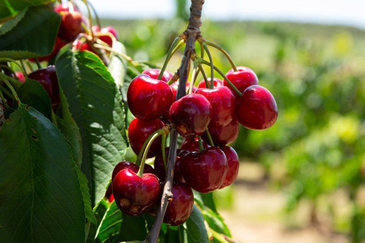 نهال آلبالو گوشواره ای