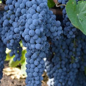 نهال انگور سردشت