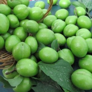 نهال گوجه سبز سردرود