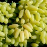 نهال انگور حسینی