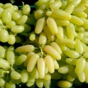 نهال انگور حسینی