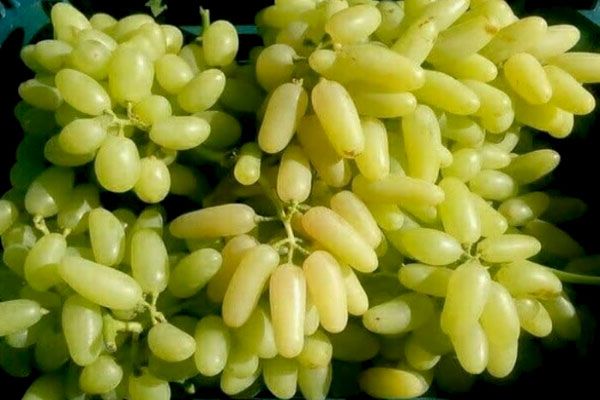 jpeg-optimizer_نهال-حسینی- نهال انگور حسینی