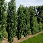 تولید نهال صنوبر ترکیه