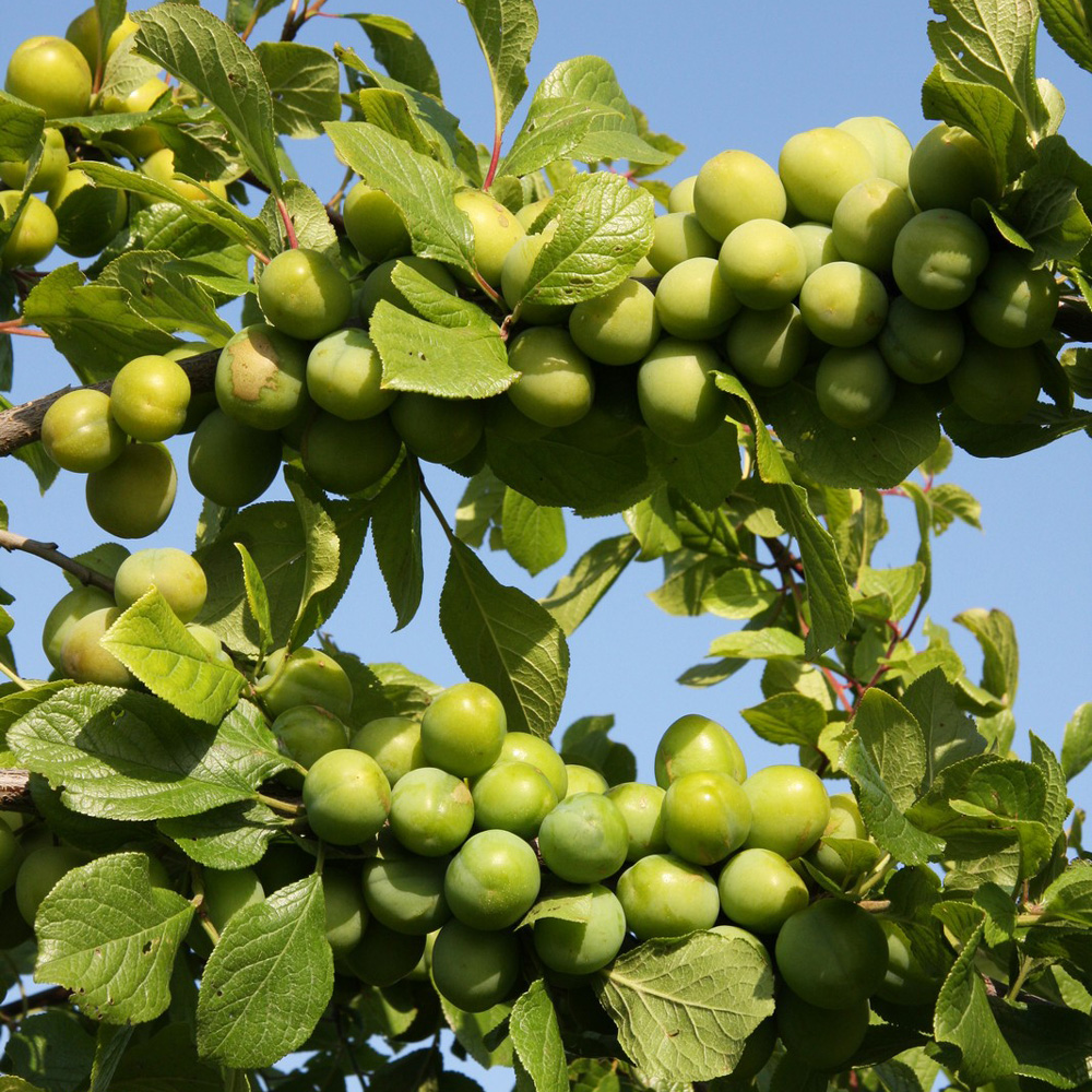 خرید نهال گوجه سبز ایلام
