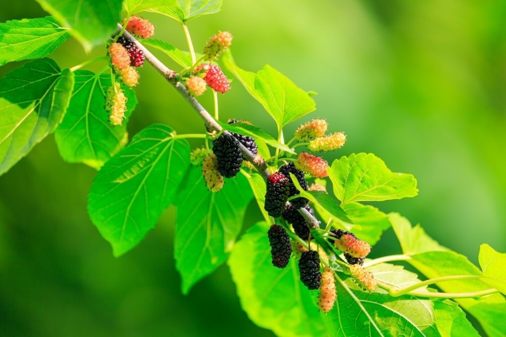 خرید نهال شاه توت