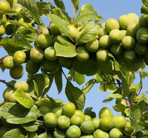 خرید نهال گوجه سبز سنندج