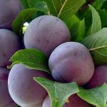 قیمت نهال آلو کالیفرنیا