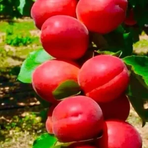 فروش آنلاین نهال زردآلو قرمز