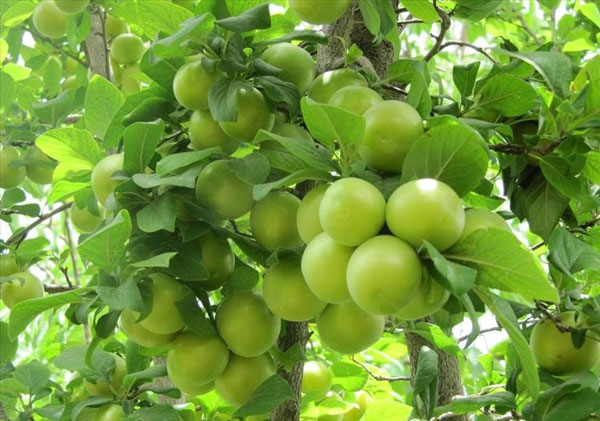 خرید نهال گوجه سبز مشهد