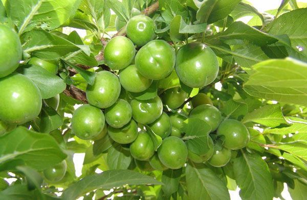 فروش انلاین نهال گوجه سبز لرستان