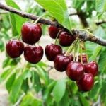 خرید نهال گیلاس لاپینز