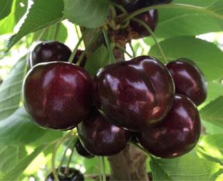 خرید نهال گیلاس لاپینز