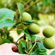 خرید نهال گردو آریانا