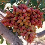 نهال پسته کله قوچی